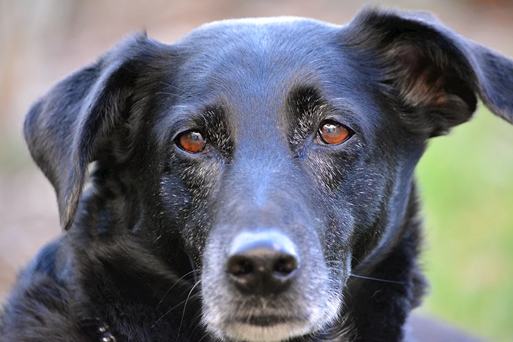 Patterdale Terrier