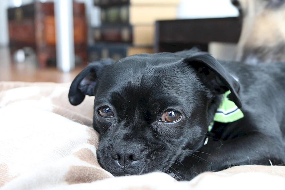 Patterdale Terrier schwarz
