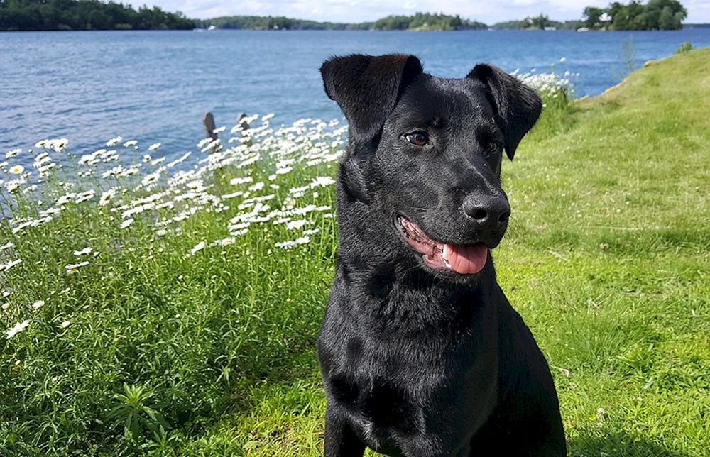 Labrador Retriever