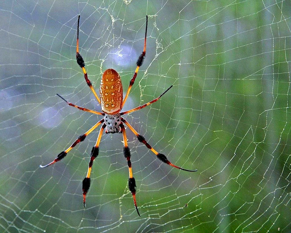 Spinne