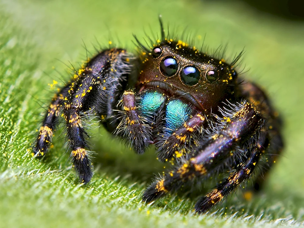 Insektenfressende Spinnen und spinnenartige Lebewesen