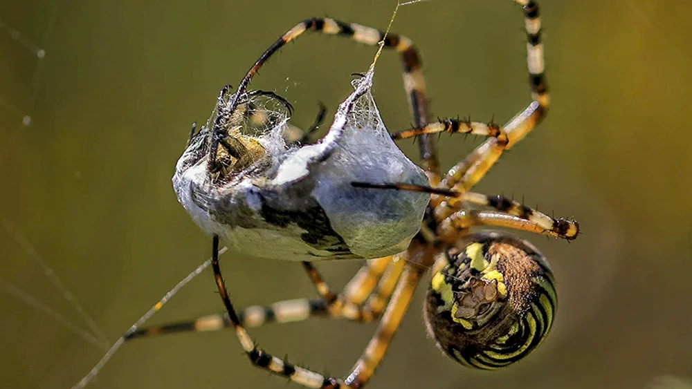 Gestreifte Spulwurmspinne