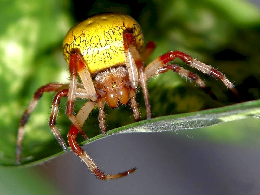 Australische Vogelspinne