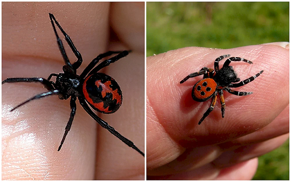 Pisaura mirabilis Spinne