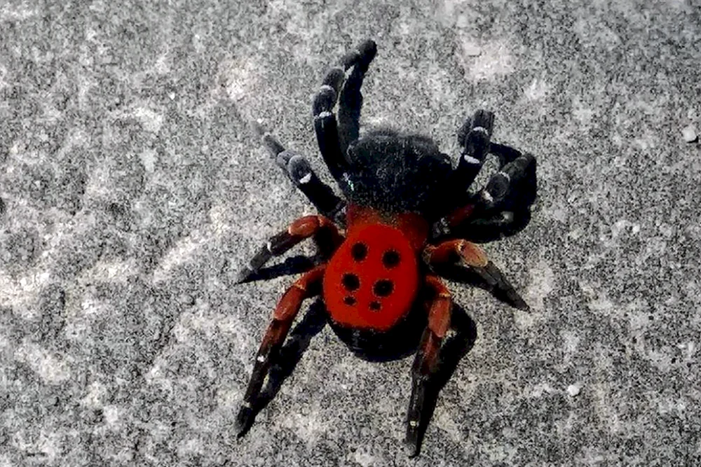 Caracourtspinne