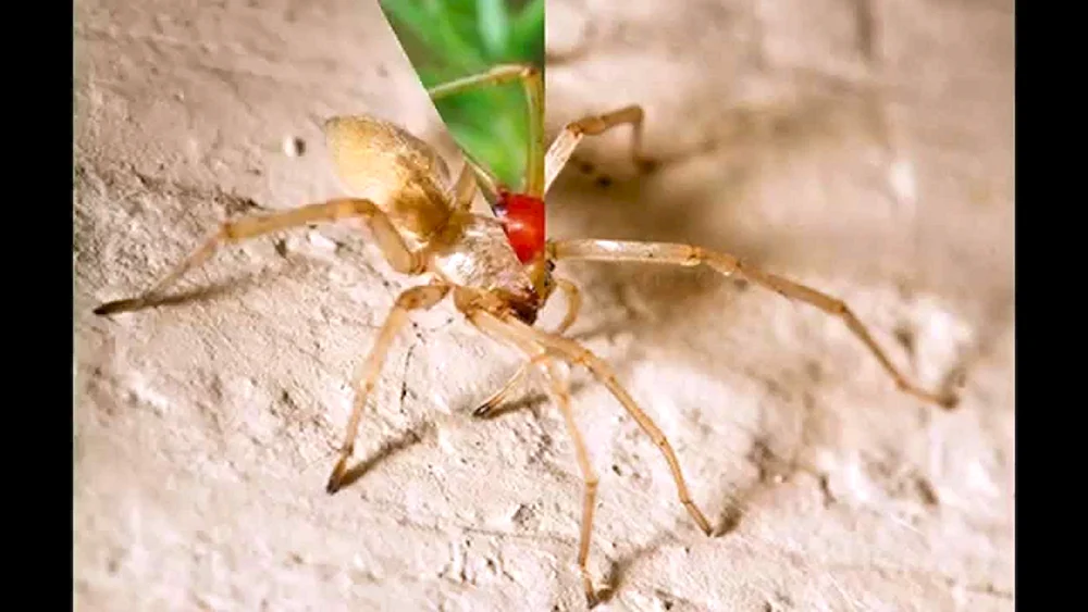 Tarantula Spinne Gebiet Krasnodar