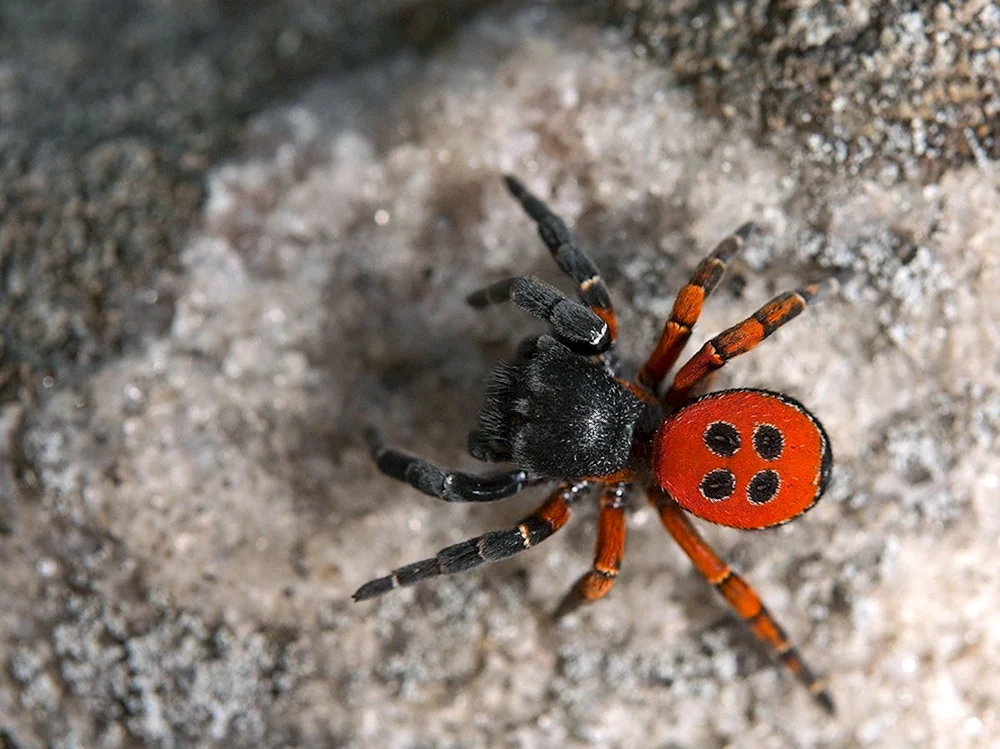 Schwarze Witwe arachnid