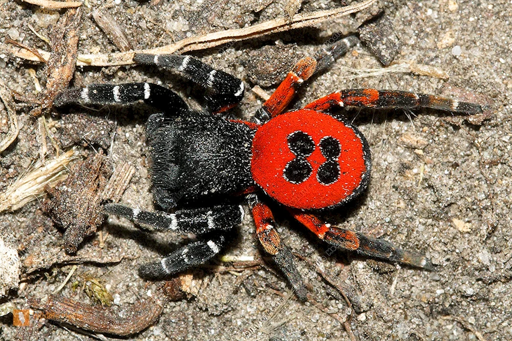 Rotrückige Australische Witwenspinne