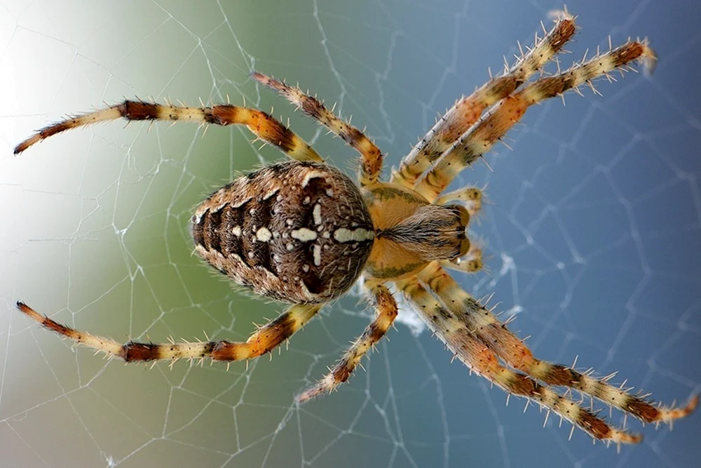 Fernöstliche Kreuzschnabelspinne