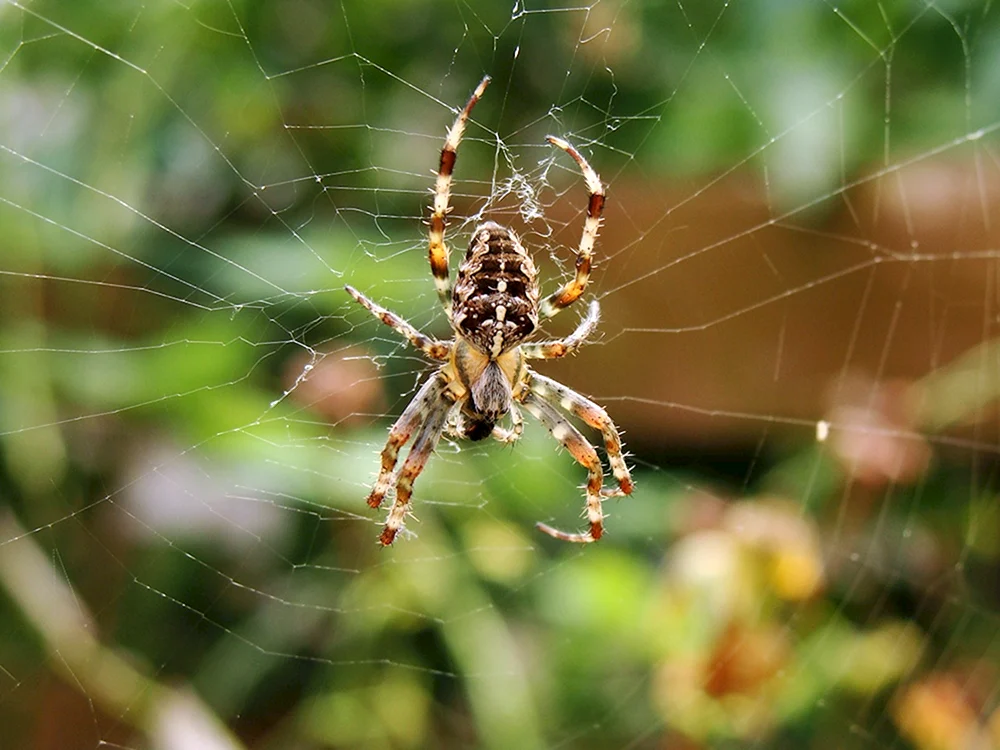 Crossbill spider Karakurtus spider Wolf Krasnodar