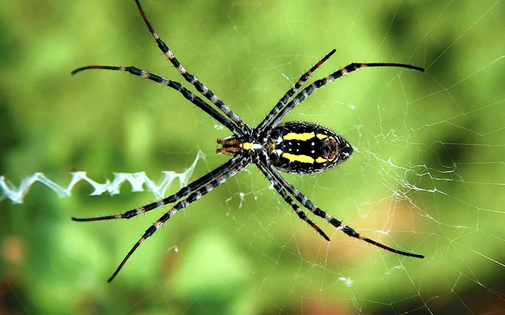Tarantelspinne