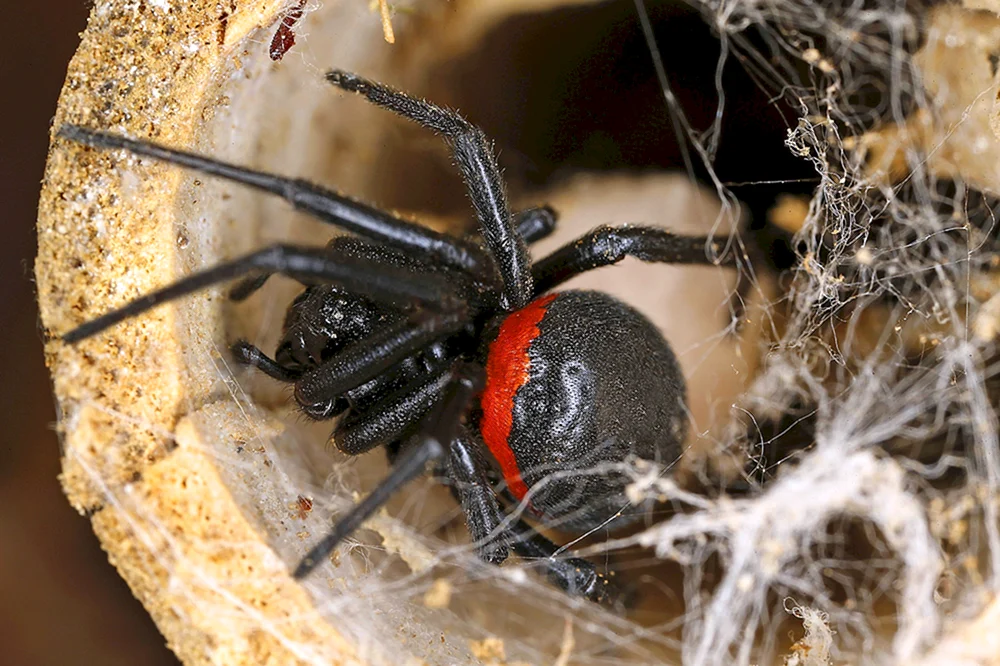 Caracourtspinne Spinne