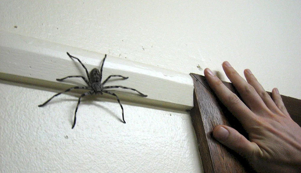 Jagdspinne