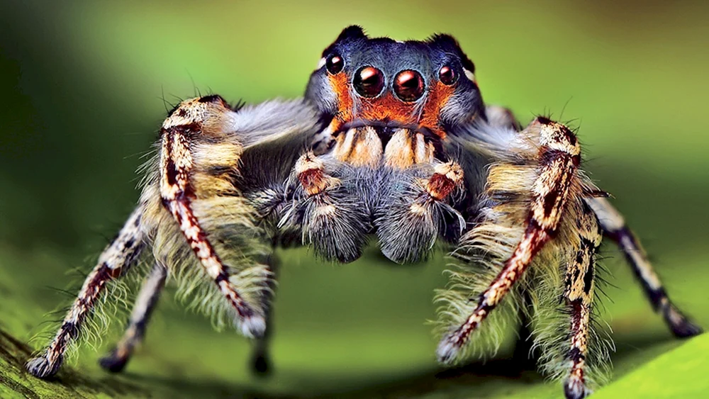Giftige Steinkreuzspinne