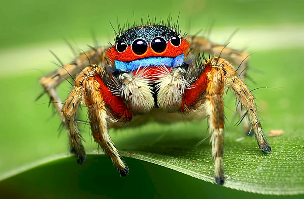 Giftige Steinkreuzspinne