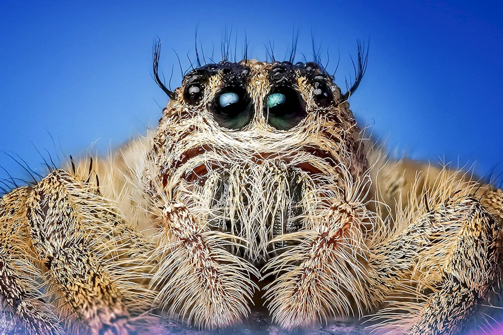 Giftige Steinkreuzspinne