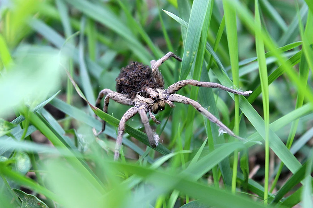 Wolgograder Spinne Argiope