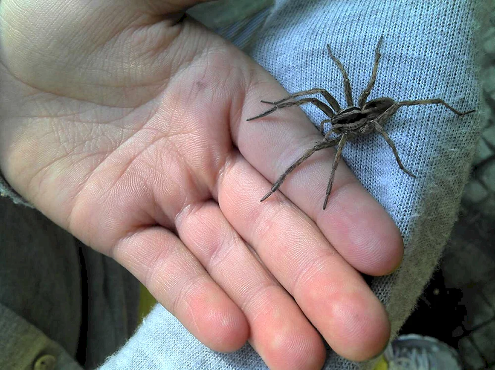 Tarantula Spinne Gebiet Krasnodar