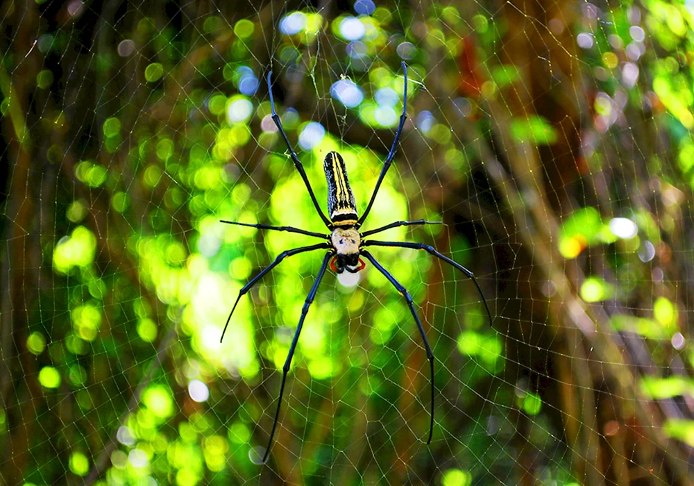 Goldwurmspinne Nephila