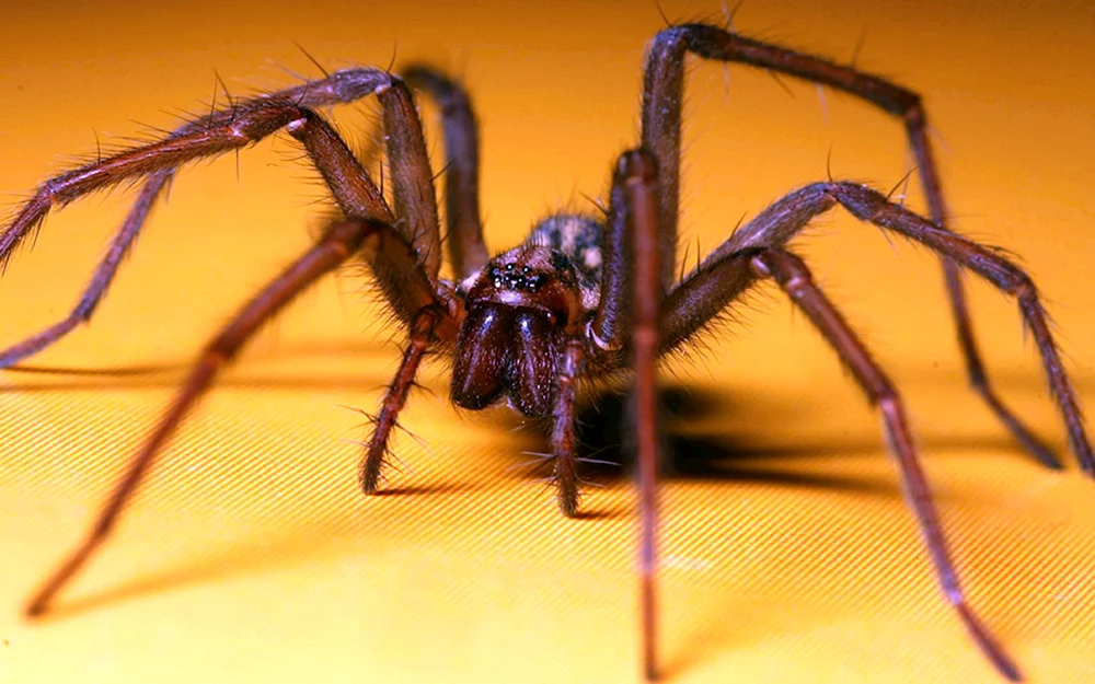 Insektenfressende Spinnen und spinnenartige Lebewesen