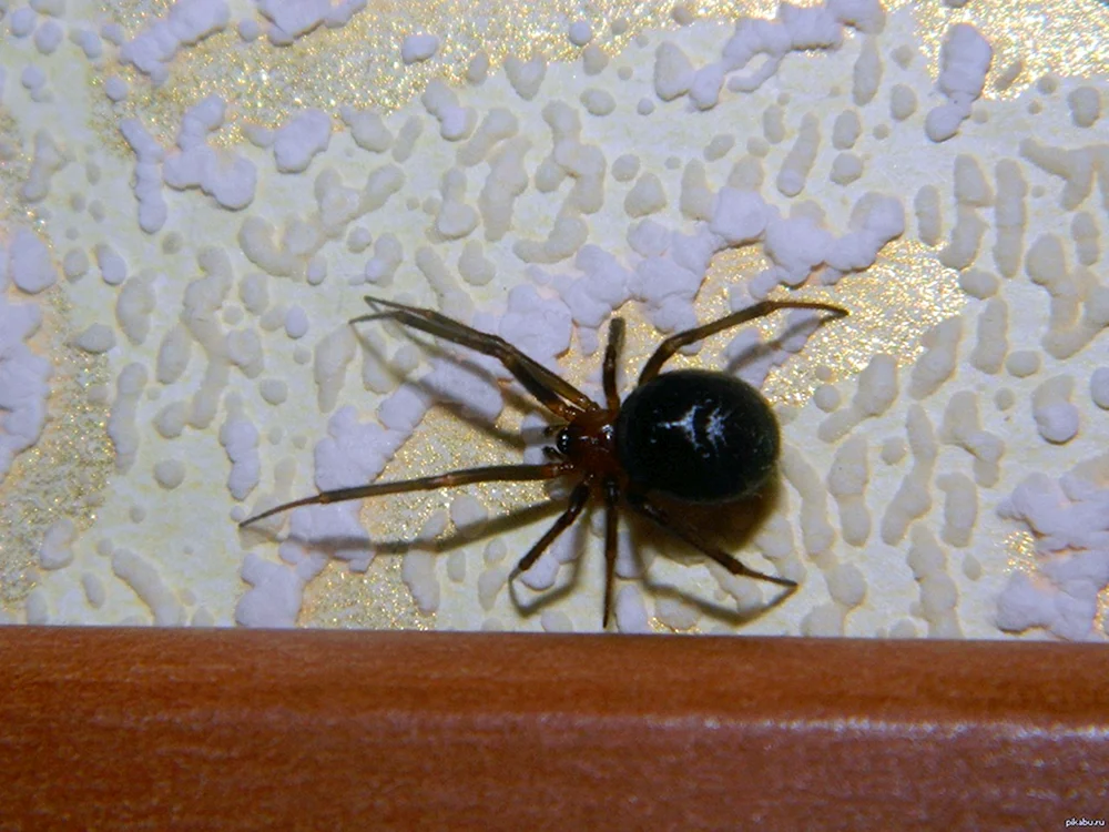 Tegenaria Hausspinne