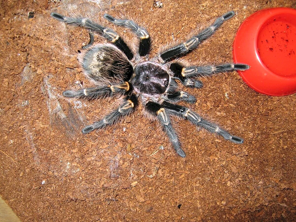Crimeanische Spinne Caracourt gestreifte Spinne