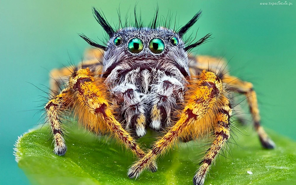 Bagheera kiplingi