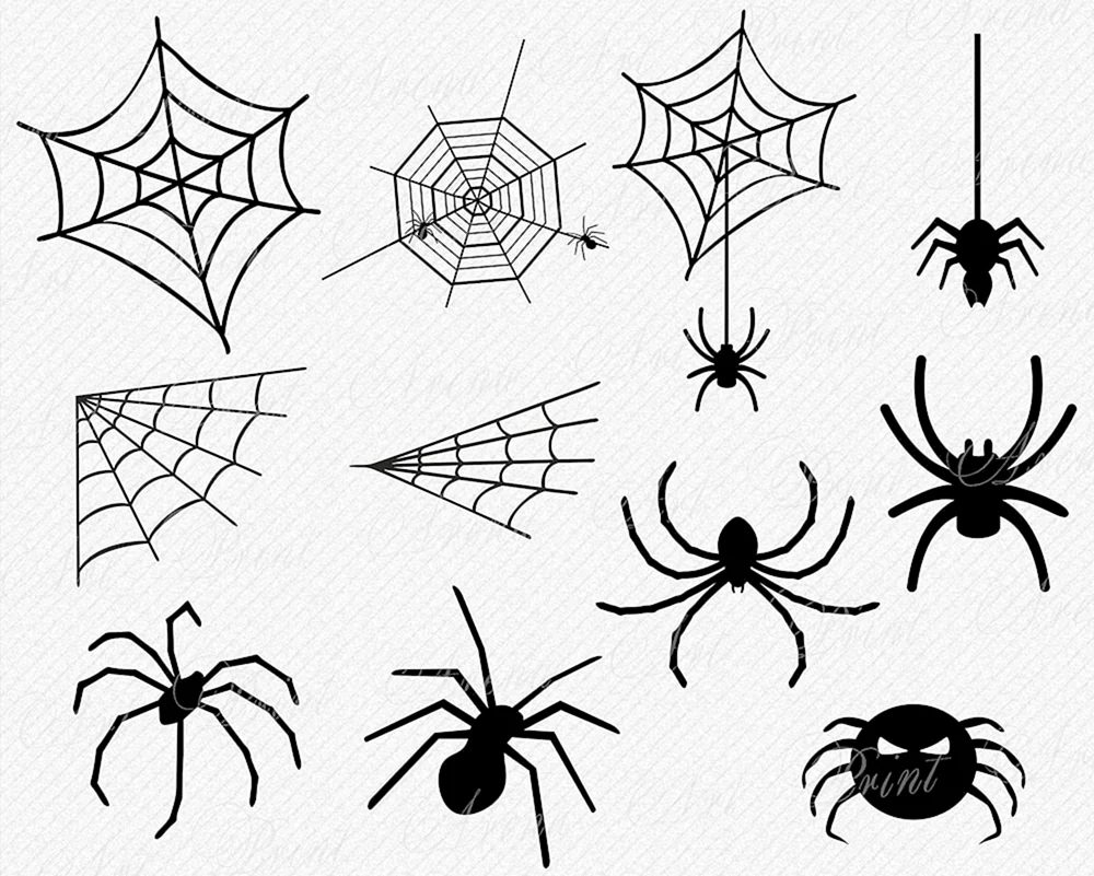 Spinne im Netz