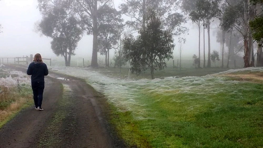 Spinnenzeit in Australien