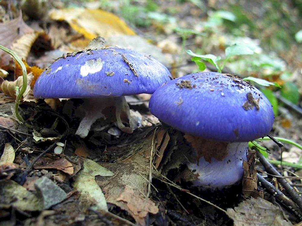 Sinyushka Vogelbeere Pilz