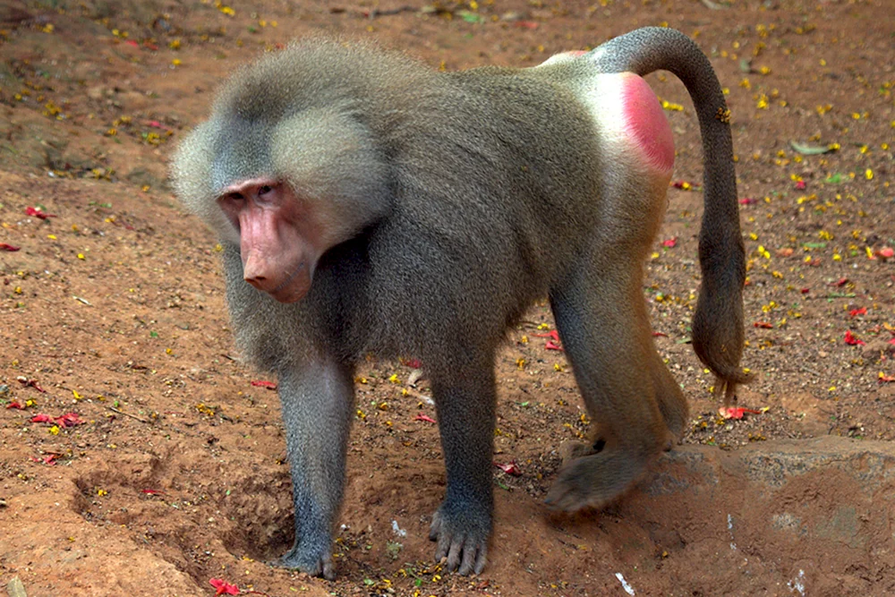 Pavian hamadril Pavian