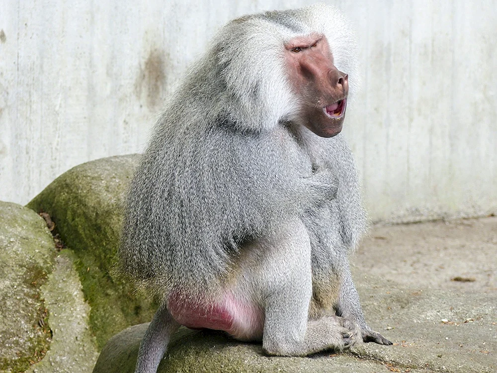 Pavian hamadryl