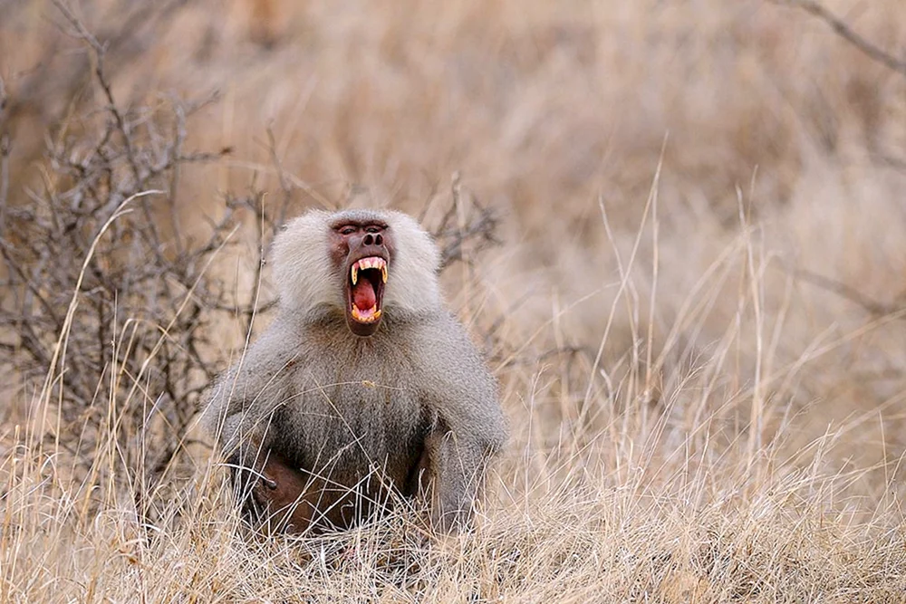 Mandrilla