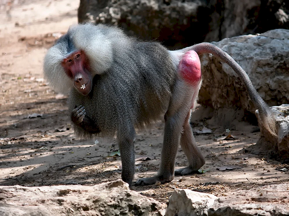 Pavian gamadril