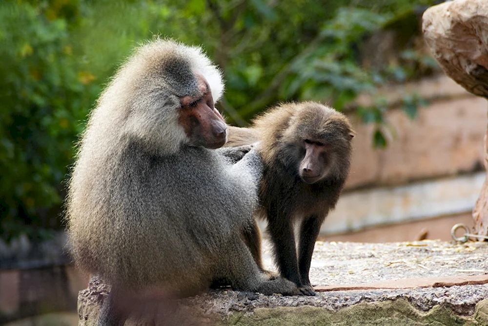 Mandrilla