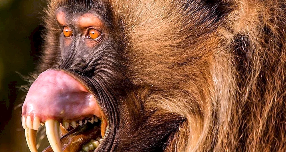 Capuchin-Meimun