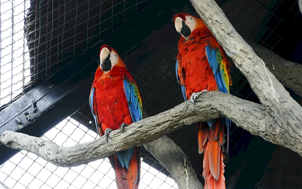 Vogelpavillon im Moskauer Zoo