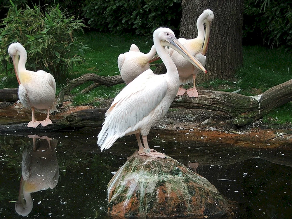 Vogelpavillon