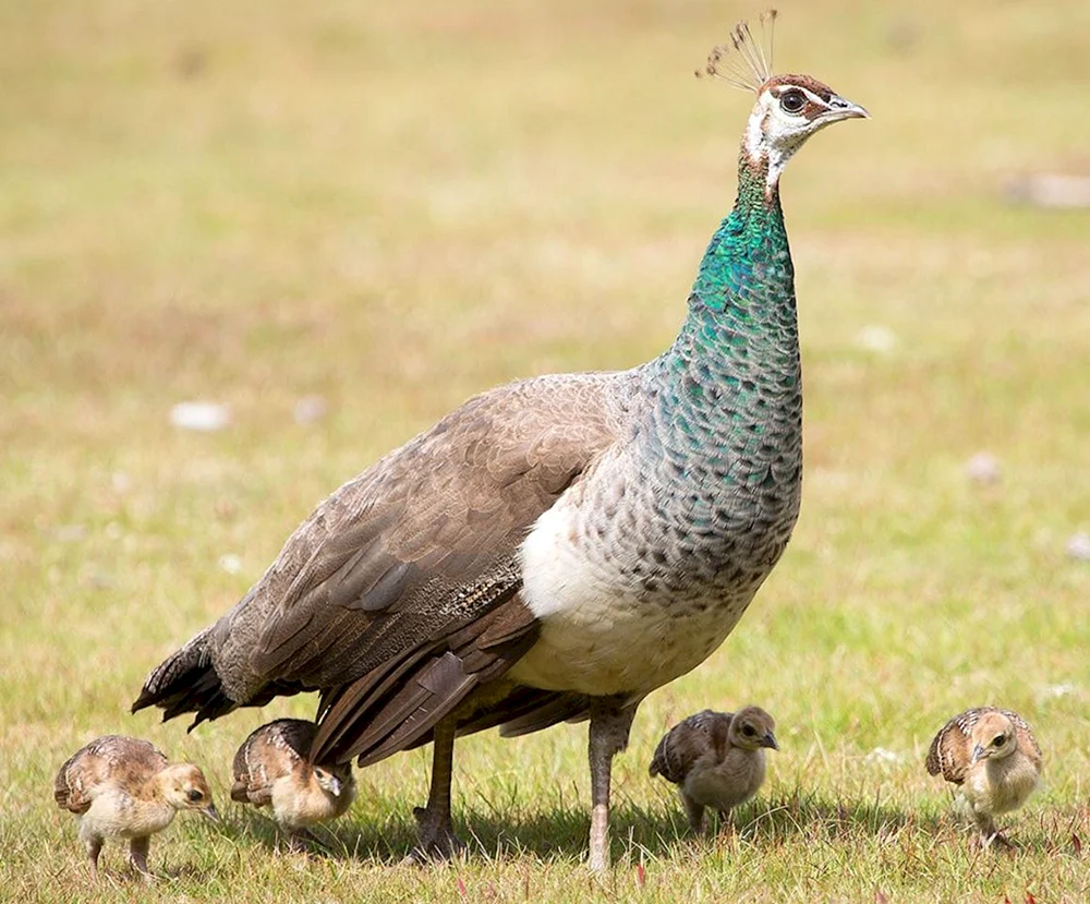 Pfauenfalke männlich und weiblich Wanderfalke