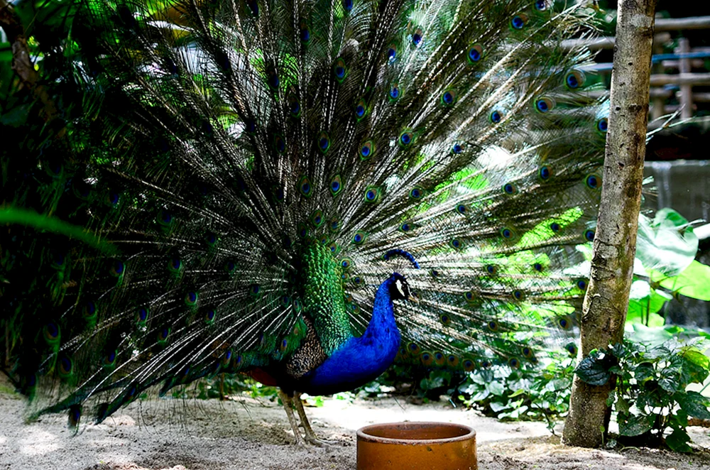 Peacock Milan Zoo