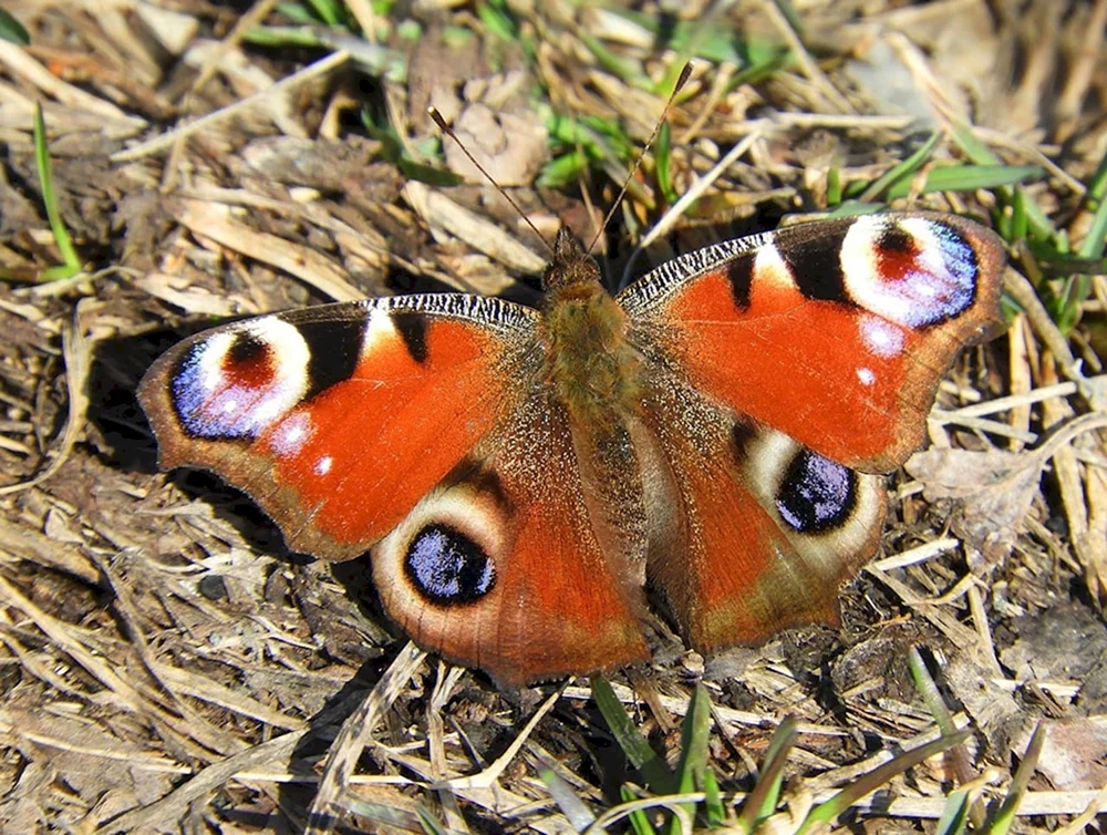 Motte Dryocampa rubicunda.