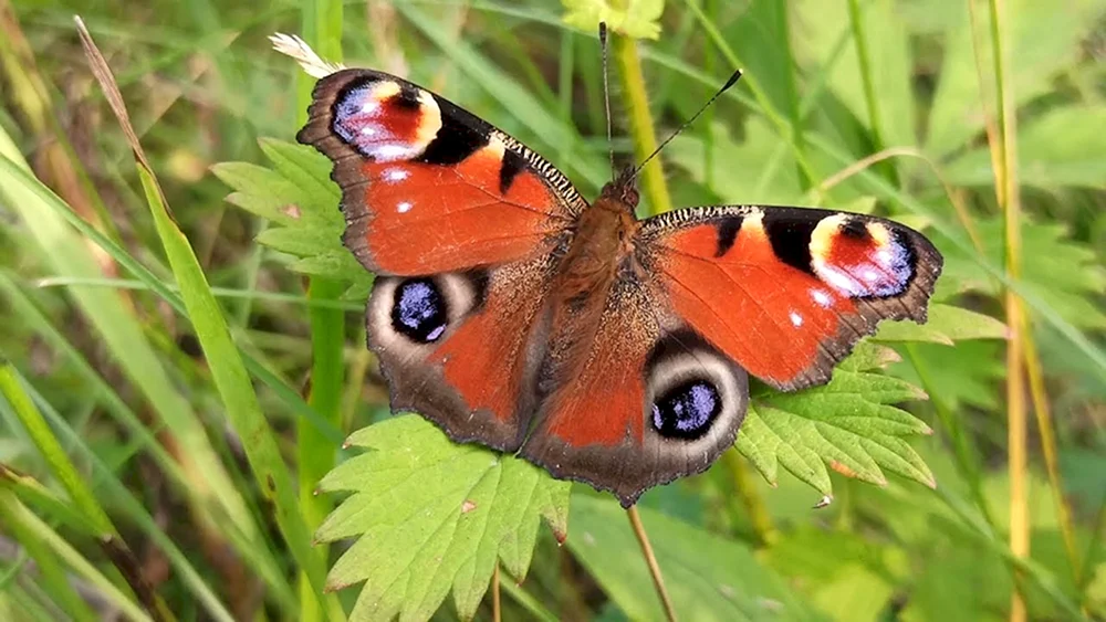 Tagpfauenauge Schmetterling Caligo
