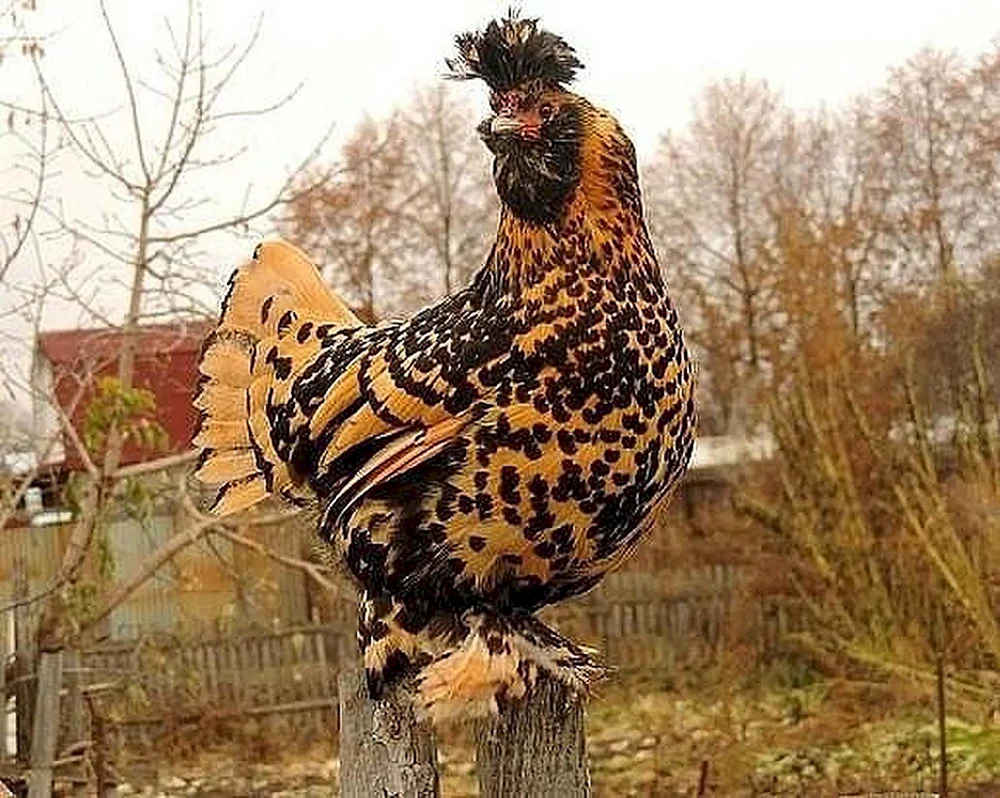 Huhn Viandot chintz.