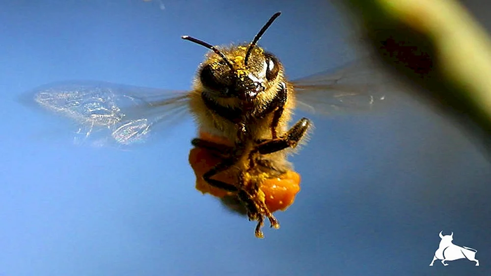 Hummel sporadicus