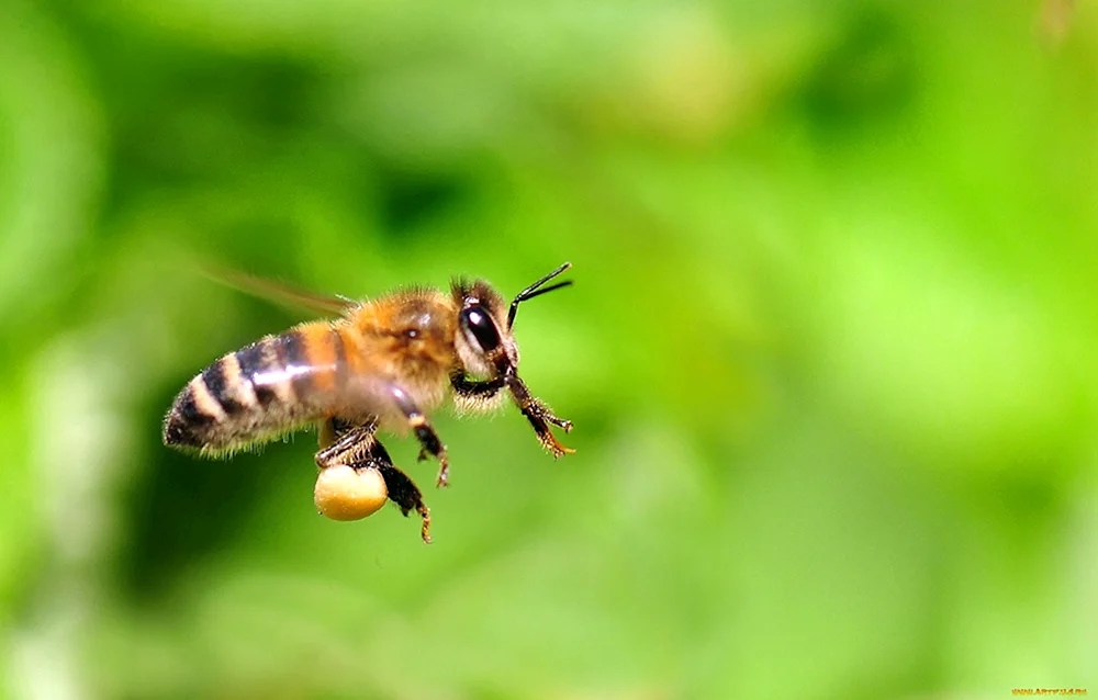 Hummel