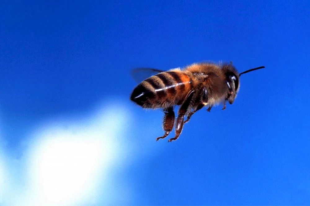 Hummelwespe Hornet