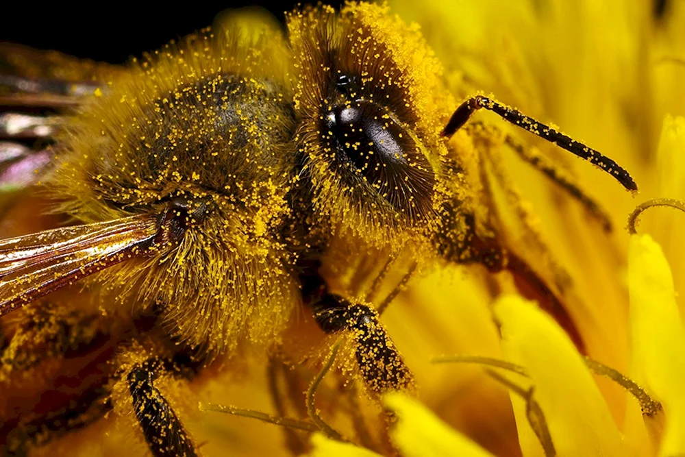 Bienenpollen