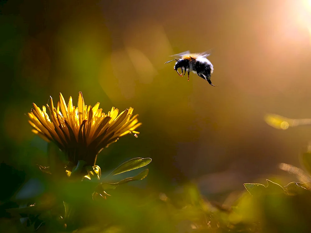 Hummel