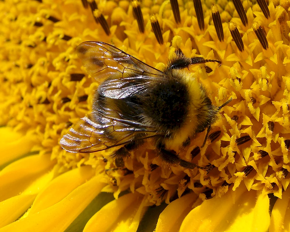 Bienenpollen