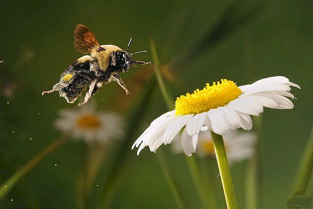 Hummelwespe Hornet